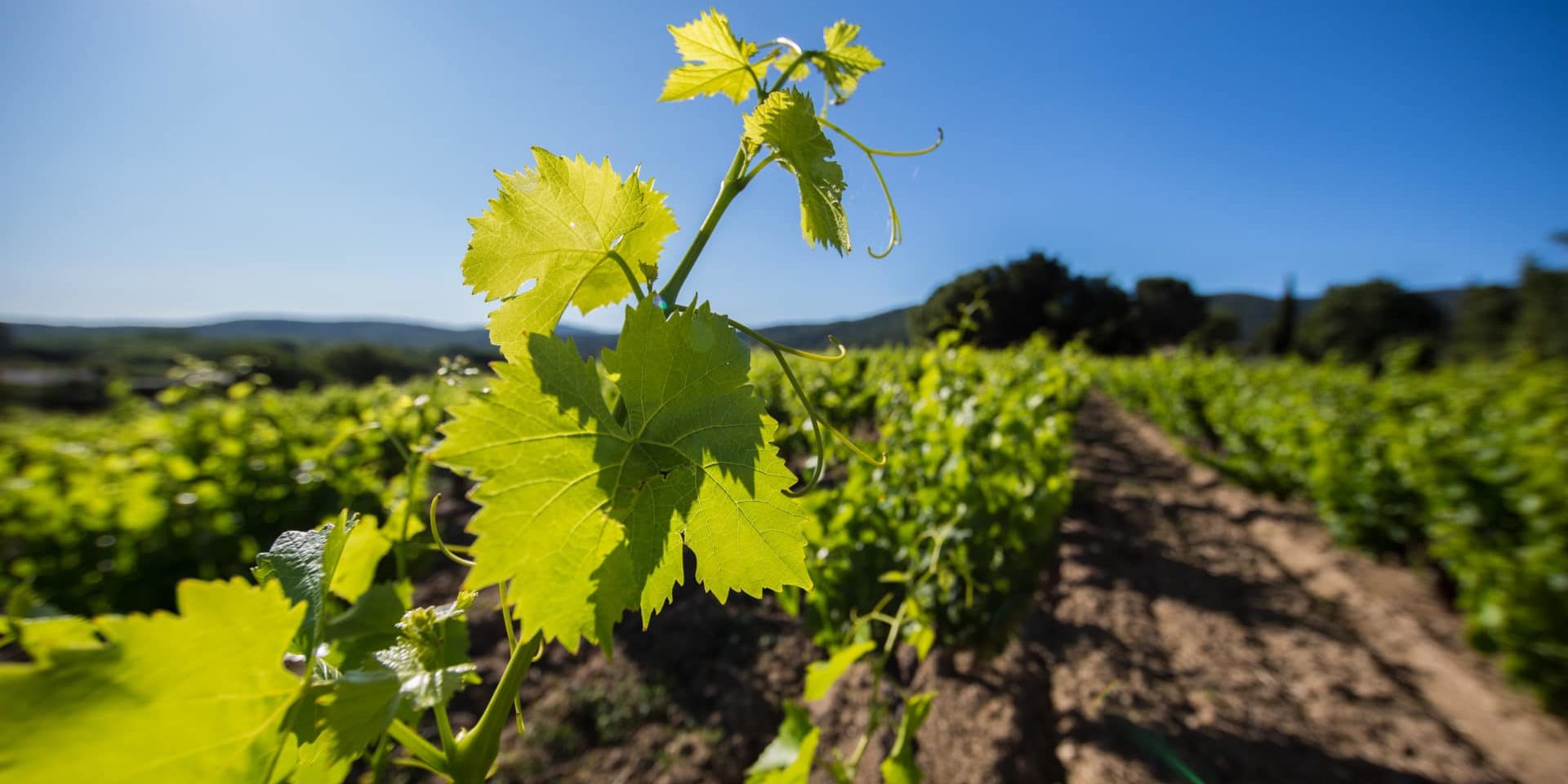 Vignes Vignes